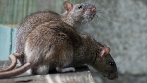 shutterstock_83469022